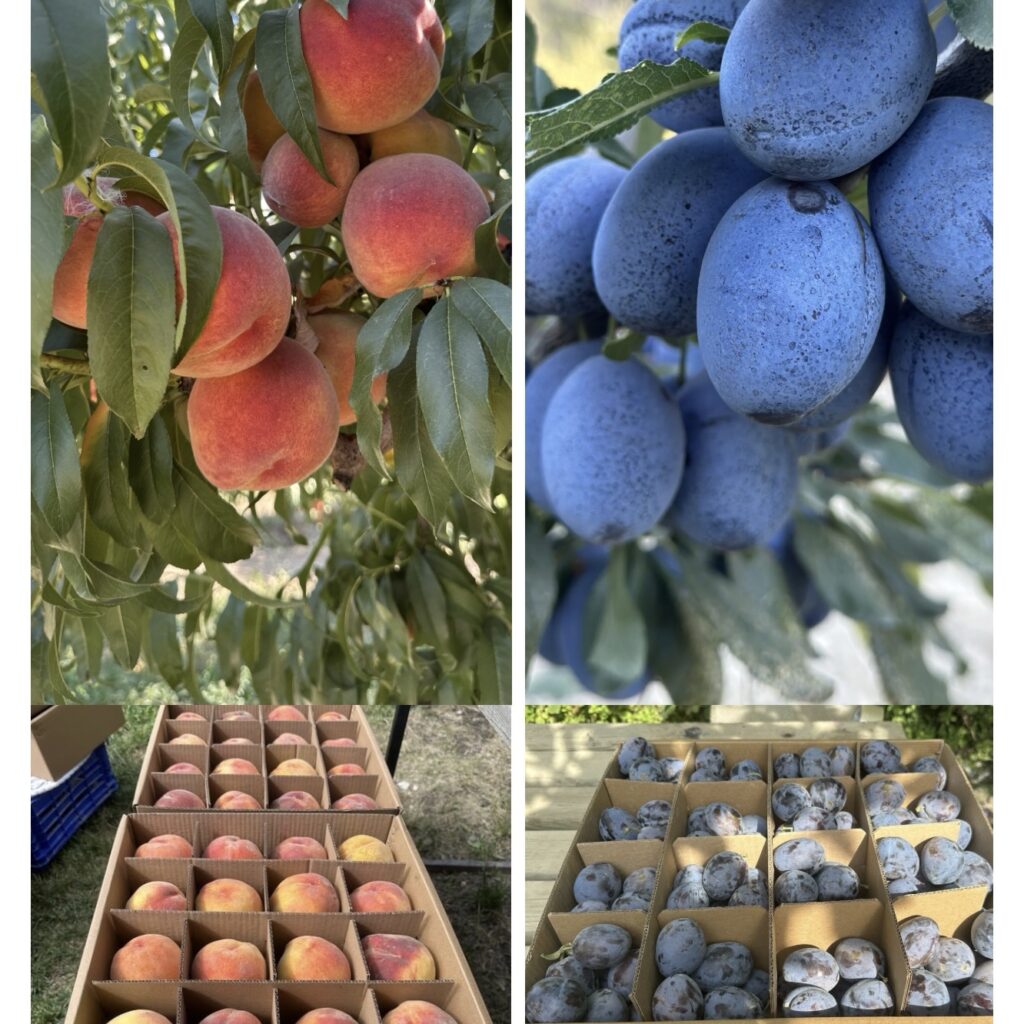 Pestisit Analizli Dalından Şeftali ve Mürdüm Eriği 9 KG