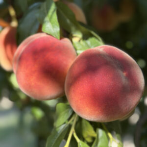 Dalından Taze Şeftali