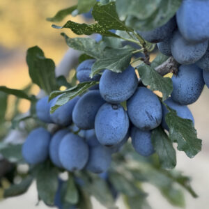 Dalından Taze Mürdüm Eriği