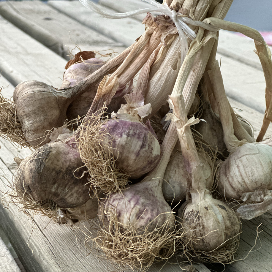 Atalık Tohumdan Mor Sarımsak 1 KG - Görsel 3