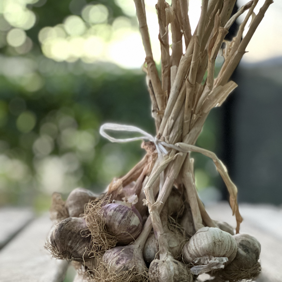 Atalık Tohumdan Mor Sarımsak 1 KG - Görsel 4