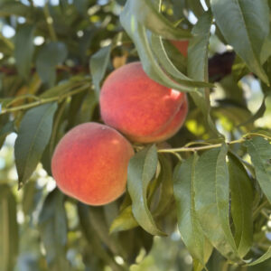 Dalından Şeftali ve Mürdüm Eriği